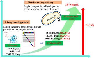 Model-driven high-level expression of β-mannanase in Pichia pastoris for degrading mannan in palm kernel expeller