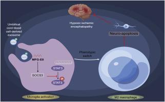 Human umbilical cord blood cells-secreted exosomal MFG-E8 regulates microglia polarization and ameliorates hypoxic-ischemic brain damage in neonatal rats by SOCS3/STAT3 axis