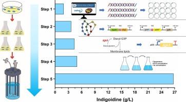 Pathway optimization and membrane engineering for highly efficient production of indigoidine in engineered Escherichia coli