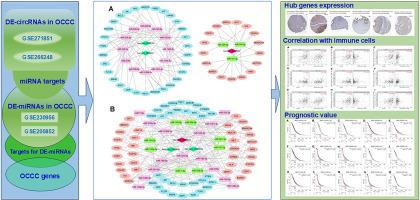 Construction of a circRNA-miRNA-mRNA ceRNA regulatory network identifies RNAs and genes linked to human ovarian clear cell carcinoma
