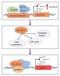 Super-enhancer-driven ELOVL5 promotes T-ALL progression through the MYC-SERBP1 pathway