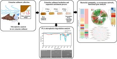 Diversity and functional genes of bacterial communities enriched from an estuarine sediment for degradation of polylactic acid microplastics