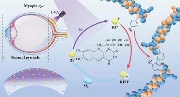 A theoretical model for optimizing UVA/riboflavin crosslinking