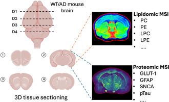 Deciphering the three-dimensional biomolecular distribution in the Alzheimer's disease brain: A multiomic approach integrating immunohistochemistry with MALDI MS imaging