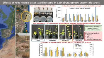 Abiotic stress tolerance and root nodule-associated bacteria in Lablab purpureus