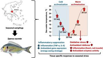 Seasonality effects on the inflammatory and antioxidant responses in the gilthead seabream (Sparus aurata)