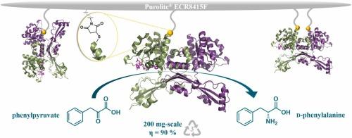 Site-specifically immobilized D-amino acid dehydrogenase for the synthesis of D-phenylalanine