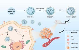 Degradable glycyrrhetinic acid functionalized mesoporous silica nanoparticles enhanced liver cancer therapy