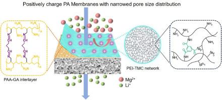 Narrowed pore size distribution of positively charged nanofiltration membranes via interlayer-tailored interfacial polymerization for lithium extraction