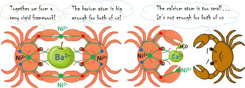 Size-dependent encapsulation selectivity of alkaline earth metal ions in distorted octahedral and dicapped Ni(II) metallacryptate with L-isoleucine