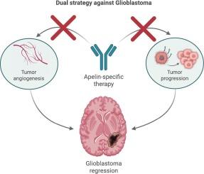 Apelin in glioblastoma: A dual target for tumor and vascular intervention