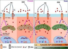 TRPV4 is involved in progesterone-mediated sexual dimorphism in mesenchymal stem cell functions and bio-mineralization