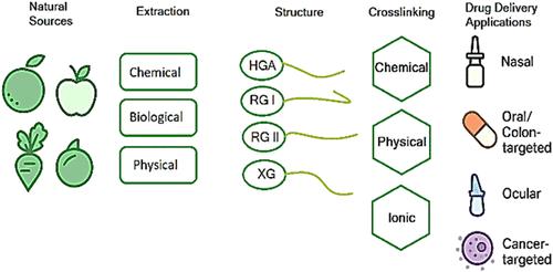 A Comprehensive Review of Sources, Structure, Characteristics, Extraction, and Applications of Pectin in Drug Delivery