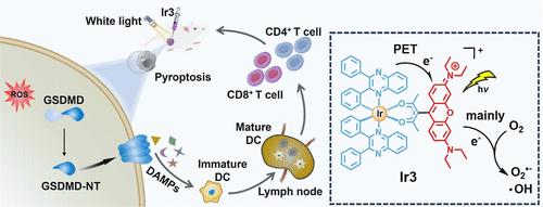 Type I Rhodamine-Sensitized Iridium(III) Complex Photosensitizers Activate Pyroptosis for Hypoxic Photodynamic Immunotherapy