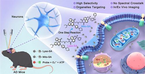 Revealing the Interplay of Intraorganellar O2•– and ATP in Brain Aging-Related Alzheimer’s Disease via Unimolecular Dual-Responsive Probes