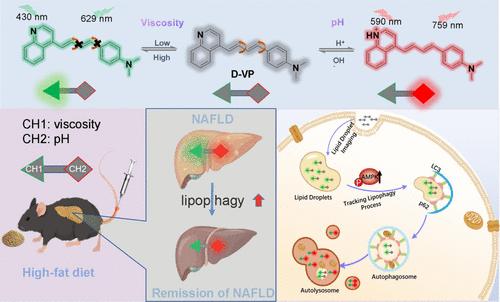 Simultaneous Dual-Channel Tracking Lipid Droplets Dynamic Behaviors and Revealing the Protective Role in Nonalcoholic Fatty Liver in mice