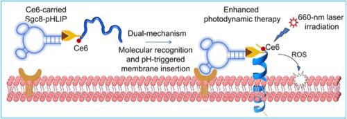 Membrane Protein-Binding and Membrane-Inserting Chimeras for Cancer Therapy