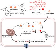 Lonidamine dimer-based nanomedicine for overcoming multidrug resistance by manipulating energy metabolism and disrupting redox homeostasis