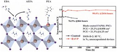 Bimolecular amine vapor passivation for efficient perovskite solar cells based on blade-coated FAPbI3