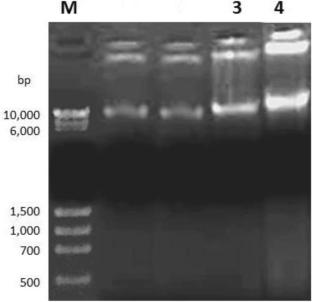 Exploring the antimicrobial, genotoxic, and anticancer potential of novel dihydropyrimidinones synthesized via Biginelli reaction: an integrated in vitro and in silico study