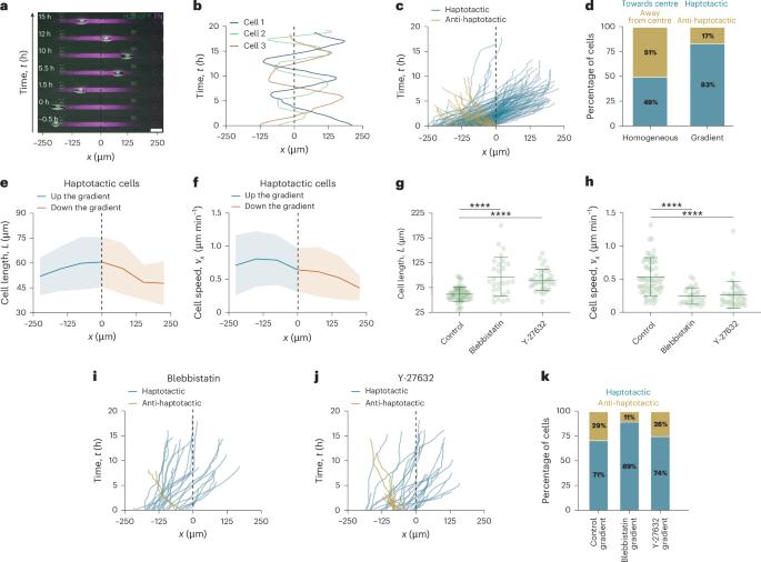 Single-cell migration along and against confined haptotactic gradients