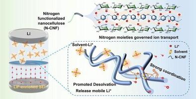 Nitrogen functionalization of natural hydroxyl cellulose induces a LiF-rich interphase for lithium metal batteries