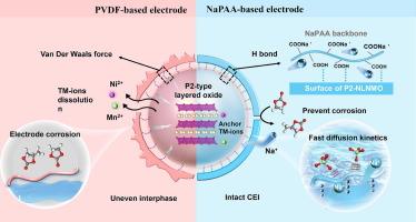 Strengthening the susceptible interphase of layered oxide cathodes via eco-friendly aqueous binders