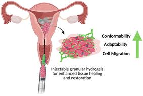 Toward next-generation therapies for intrauterine adhesions: a perspective on granular hydrogel systems