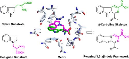 Enzymatic Construction of Rare Pyrazino[1,2-a]indole Framework: Side Chain Migration-Driven Pictet–Spengler Activity of McbB