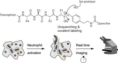 Mixed Alkyl Aryl Phosphonates as Quenched Activity-Based Probes for Real-Time Imaging of Active Neutrophil Serine Proteases