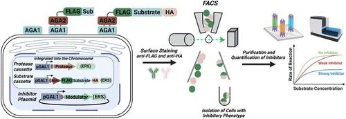 High-Throughput Activity Reprogramming of Proteases (HARP)