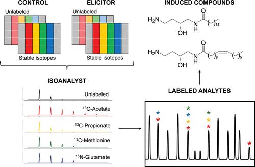 Characterization of Variation in Natural Product Production Under Chemical Elicitation Using Parallel Stable Isotope Labeling