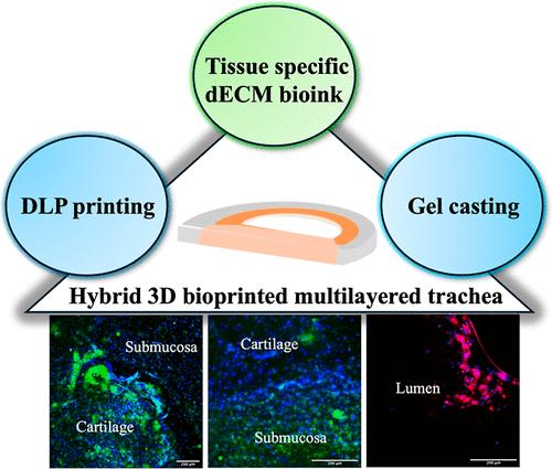 Hybrid Biofabrication of Multilayered, Self-Supporting Tracheal Constructs Using Functionalized dECM Hydrogels