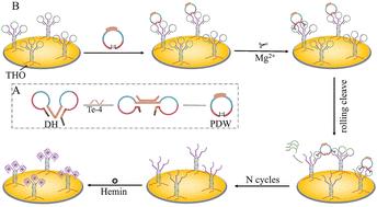 A pseudo-circular DNA walker-mediated electrochemical biosensor for sensitive detection of the apolipoprotein E4 gene