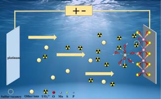 Synergistic phosphoryl group and sulfur vacancy engineering on MoS₂ nanosheets for highly efficient electrochemical uranium extraction