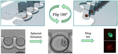 Flip the chip: trapping a low number of cancer and immune cells for spheroid formation of homogeneous size