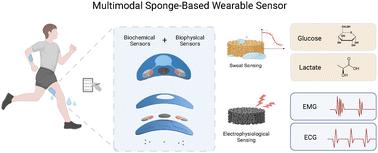 Multimodal sponge-based wearable sensor for continuous monitoring of electrochemical and electrophysiological signals during exercise