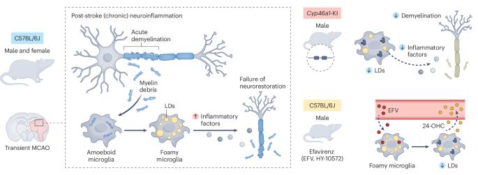 Cholesterol fuels microglia in chronic stroke