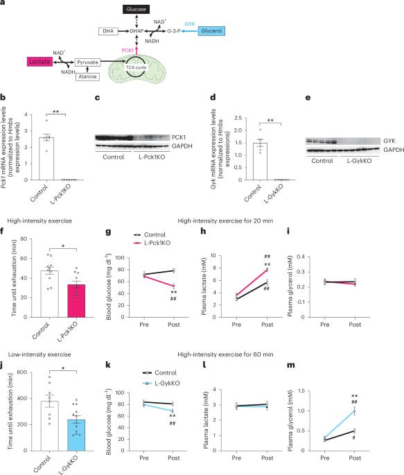 Redox-dependent liver gluconeogenesis impacts different intensity exercise in mice
