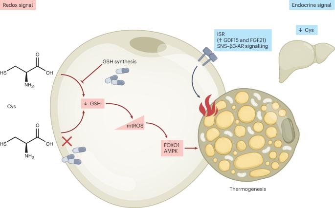 Redox-dependent pathways in the pro-thermogenic effects of cysteine restriction