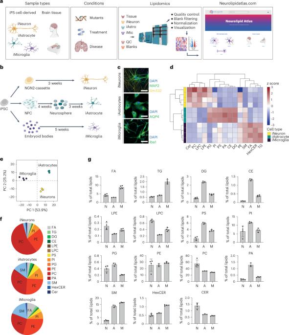 The Neurolipid Atlas: a lipidomics resource for neurodegenerative diseases