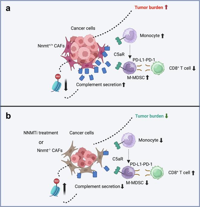 Targeting NNMT in fibroblasts reawakens T cells and restores antitumor immunity