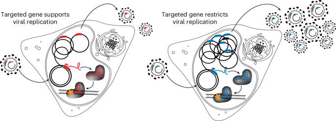 Multidimensional analysis of host–virus interactions using the virus-encoded CRISPR-based direct readout system (VECOS)