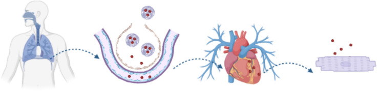 Cardiovascular inhalation for targeted drug delivery in cardiac disease.