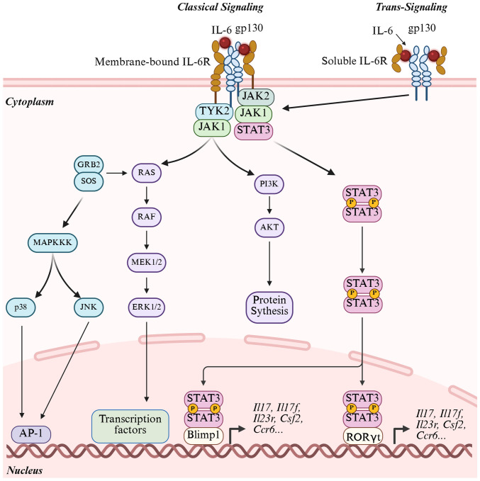 Blocking the IL‑6 pathway to treat immune checkpoint inhibitor‑induced inflammatory arthritis (Review).