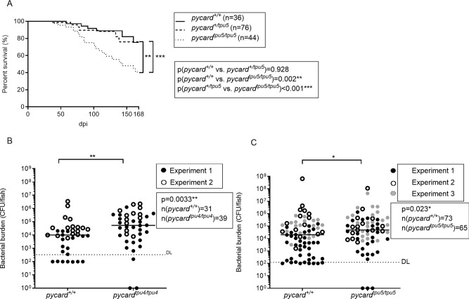 The inflammasome adaptor pycard is essential for immunity against Mycobacterium marinum infection in adult zebrafish.