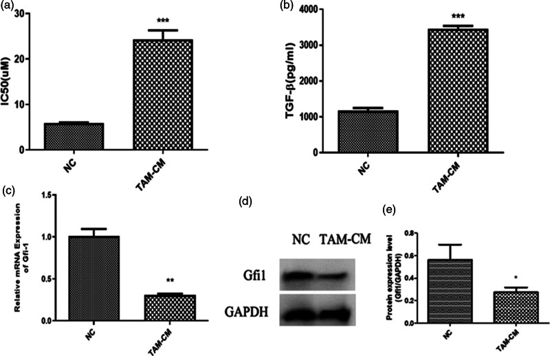α-Asarone attenuates tumor-associated macrophages-induced gemcitabine resistance in pancreatic carcinoma via the transforming growth factor-beta 1/growth factor independent 1 axis.