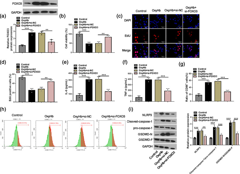 Ubiquitin-specific peptidase 30-mediated deubiquitination of forkhead box O3 promotes the progression of subarachnoid hemorrhage by regulating cGAS/STING pathway.