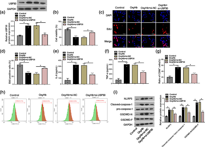 Ubiquitin-specific peptidase 30-mediated deubiquitination of forkhead box O3 promotes the progression of subarachnoid hemorrhage by regulating cGAS/STING pathway.