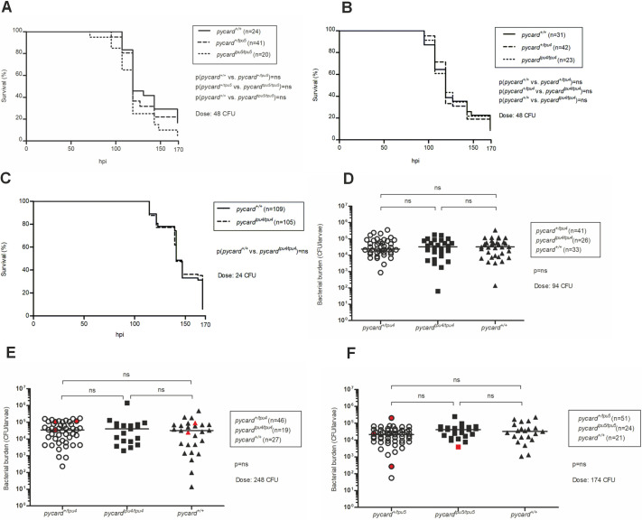 The inflammasome adaptor pycard is essential for immunity against Mycobacterium marinum infection in adult zebrafish.